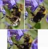 Bombus sp.